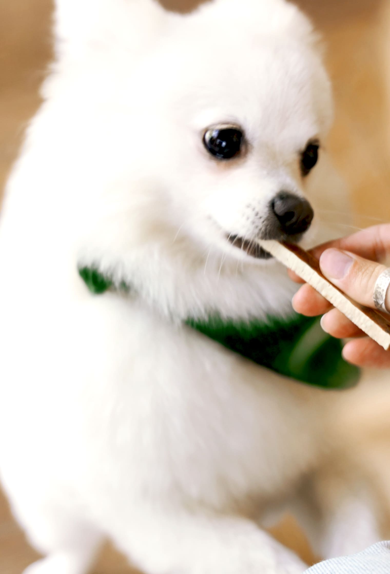 Cosmopet`s Dry Food Range Incorporates Black Soldier Fly Larvae