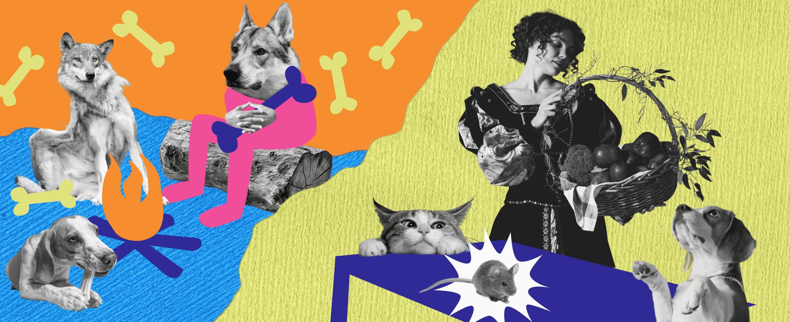 DOGS, CATS & BILLIONS: THE EVOLUTION OF PET FOOD – FROM BONES TO INSECTS 680