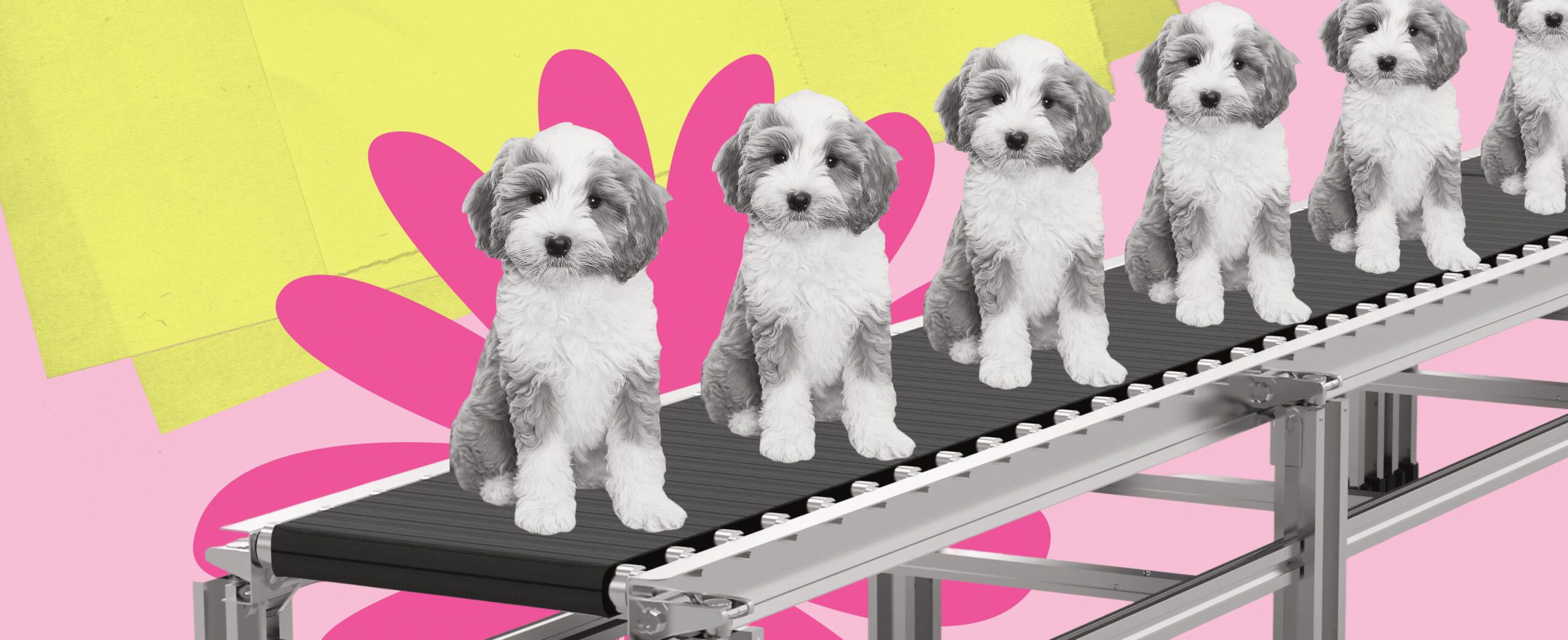 ZOOPSYCHOLOGY: HOW WE LEARNED TO STOP TRAINING AND START LISTENING 273