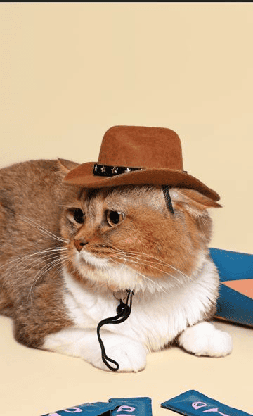 Live probiotics in dry pet food