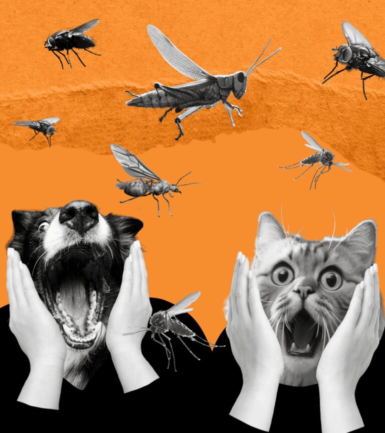 FEAR, HATRED, AND LOVE FOR INSECTS